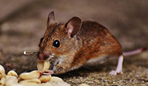 24 Hour & Emergency Exterminators in Lake Los Angeles, CA